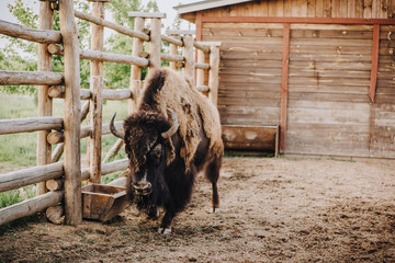close up view of bison grazing in corral at zoo