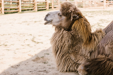 side view of camel sitting on ground in corral at zoo