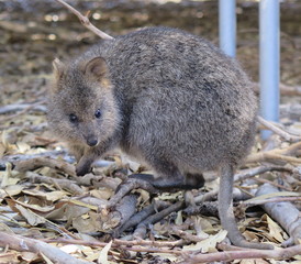 Happiest animal on earth-Quokka-Setonix brachyurus at Rottnest Island, Western Australia