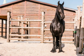 front view of black horse standing in front of wooden fence in corral at zoo