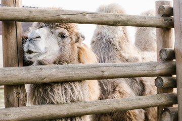 close up shot of two humped camel standing near wooden fence in corral at zoo