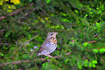wild bird sitting on a tree