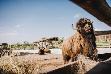 close up view of bison grazing in corral with two other bisons behind at zoo