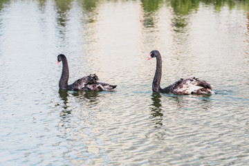 Selective focus of black swans swimming on pond at zoo