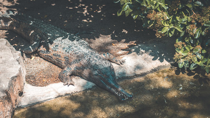 Alligator looking animal resting