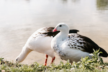 Obraz premium close up view of two andean gooses standing on grassy coast near water at zoo