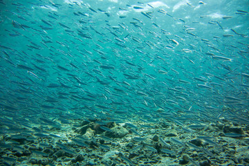 Fototapeta na wymiar School of fry swimming near ocean bottom