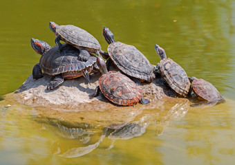 Fototapeta premium tortoises on a stone