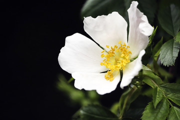 White wild flower