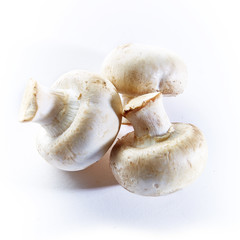 mushrooms champignons on a white background