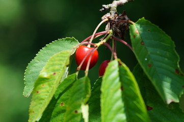 Kirschfrucht