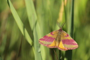 Lythria cruentaria / Ampfer-Purpurspanner-Männchen