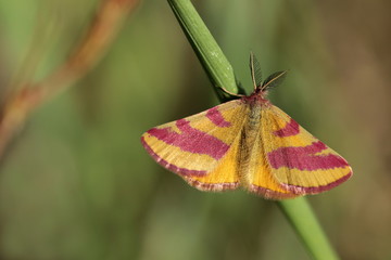 Ampfer-Purpurspanner / Lythria cruentaria / Männchen