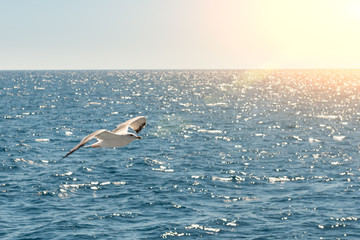 Gulls fly above a pleasure boat