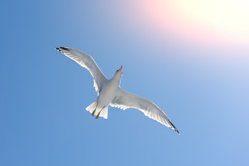 Fototapeta na wymiar Gulls fly above a pleasure boat