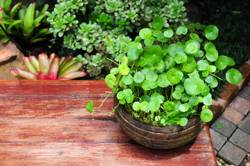 Asiatic pennyworth in pot for home decoration or gardening concept. herbal plant good for health.
