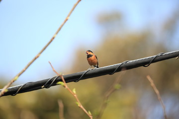 Varied tit (Parus varius owstoni) in Miyake Island, Japan