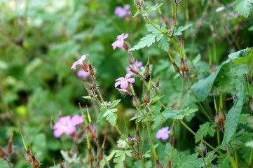 Ruprechtskraut, Heilpflanze