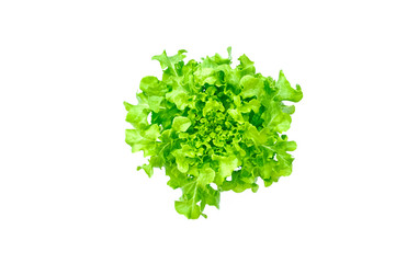 Obraz na płótnie Canvas Green Oak Lettuce salad plant, hydroponic vegetable leaves, isolated on white background