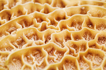 Background of stomach surface