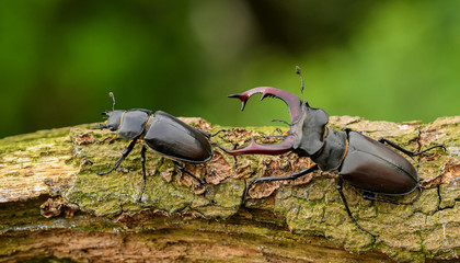 Hirschkäfer (Lucanus cervus)