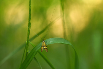 Langhornmotte (Nemophora degeerella)