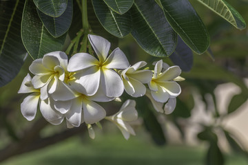 Plumeria with morning sun,