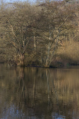 Landscape photo of trees with reflections in the water