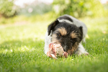 little cute dog eats a bone with meat and chews - Jack Russell Terrier 3 years old