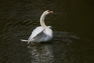 photo of a male Mute swan stretching his wings on the water