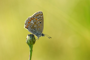 Hauhechel-Bläuling (Polyommatus icarus)