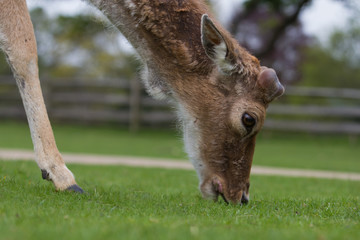 photo of a male fallow deer grazing  on grass with antlers just starting to show