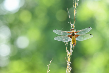 Plattbauch (Libellula depressa), Weibchen