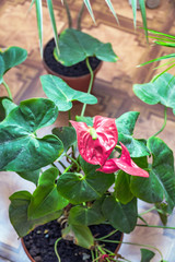 Red flower anthurium