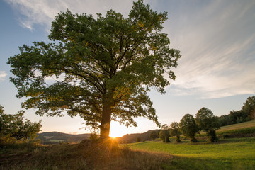 Regental in Abendsonne