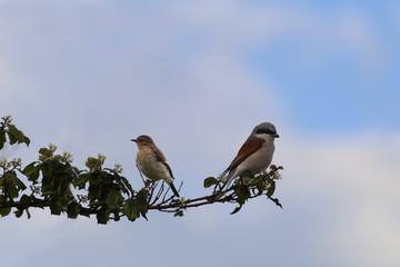 A pair of Shrikes on a branch, against a blue sky background.