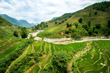 Rice terrace in Sapa Vietnam