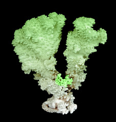 coral isolated on black background © Dmitry