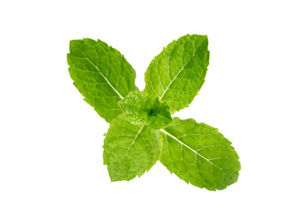 Mint garden, cooking herb Isolated against a white background.