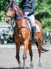 Fototapeta premium Pferdesport auf einem Dressurplatz