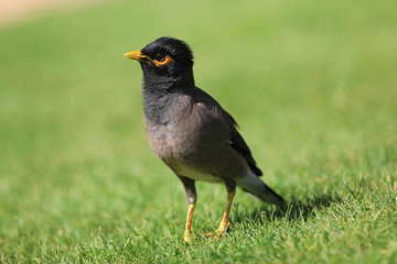 starling on the lawn