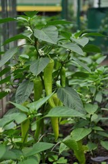 Ripening sweet bell pepper in a greenhouse