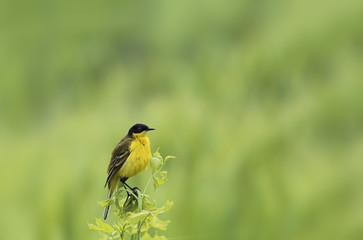 Yellow wagtail on a young branch, in the wind and against the background of a green field
