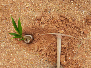grow coconut plant in soil