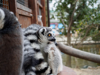 ワオキツネザル