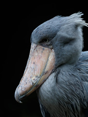 鋭い目つきのハシビロコウ