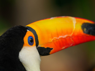 Naklejka premium 青い目のカラフルな鳥