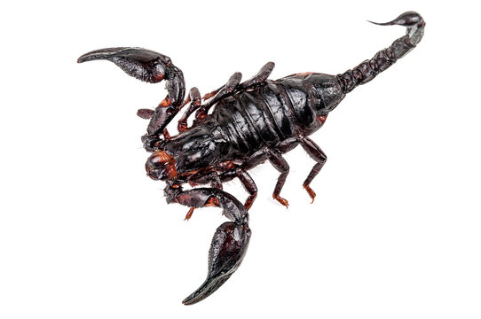 dangerous fried scorpion on white
