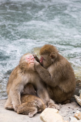 Fototapeta premium Jigokudani Monkey Park , monkeys bathing in a natural hot spring at Nagano , Japan