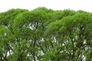 Крона карагача поздней весной